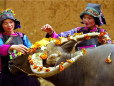 牛魂节的由来传说