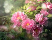 洛阳牡丹的栽培历史