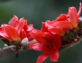 阿根廷国花介绍
