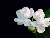 菲律宾的国花介绍