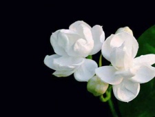 菲律宾的国花介绍