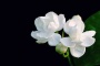 菲律宾的国花介绍