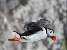 冰岛的国宝动物介绍