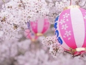 日本樱花祭介绍