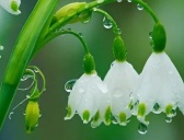 芬兰的国花介绍