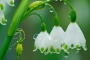 芬兰的国花介绍