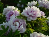 为何洛阳牡丹甲天下