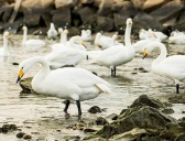 芬兰的国宝动物介绍