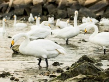 芬兰的国宝动物介绍