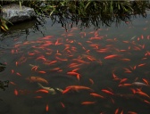 洛阳龙池金鱼的传说