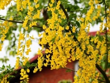 泰国的国花介绍