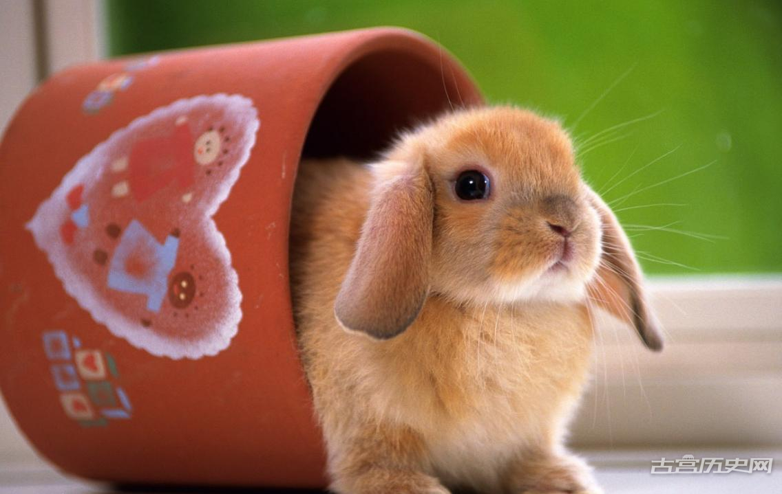 古话说“双庚压兔头，遍地起坟头”什么意思