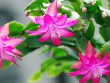 巴西的国花介绍