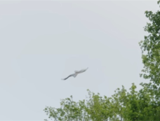 《<em>且试天下</em>》苍一是什么鸟