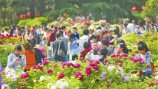 洛阳牡丹花会