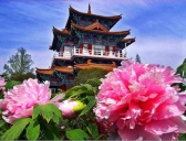 洛阳牡丹有哪些品种