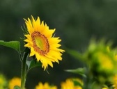 俄罗斯的国花介绍