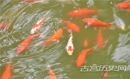 龙池金鱼