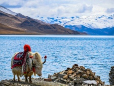 雍正管理西藏设立的职位介绍