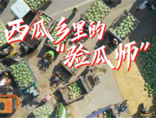 验瓜师验瓜技巧