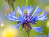 德国的国花介绍