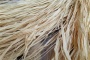 拉菲草是什么