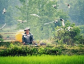 小暑时节要从事哪些农耕活动