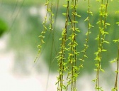 清明节的插柳风俗介绍