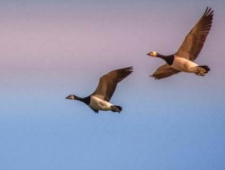 古代人们结婚送大雁的寓意