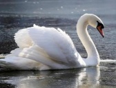 丹麦的国鸟动物介绍