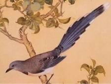 古人喜欢养的鸟类