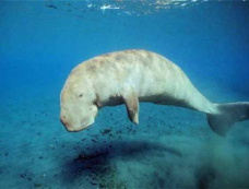 美人鱼原型的儒艮在中国功能性灭绝的原因