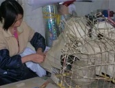 佛山舞狮的狮头是怎么制作的