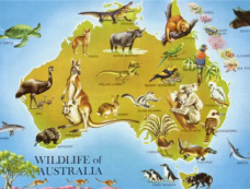 澳大利亚的生物介绍