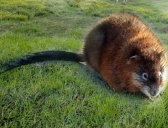 俄罗斯特有动物介绍