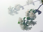 花朝节的节日风俗和各地习俗