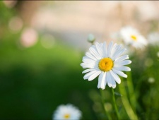 意大利的国花介绍