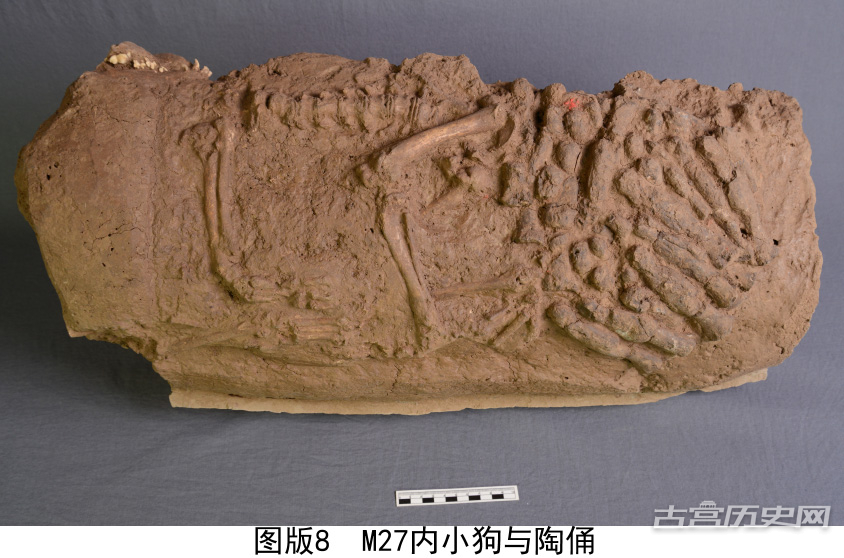 陕西发现汉代宠物狗墓葬 长眠陶管内有小陶俑陪葬