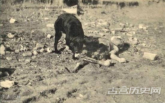 英文注释：狗在吞吃被杀士兵的尸体——汉口。