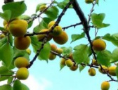 敦煌“李广杏”的由来故事