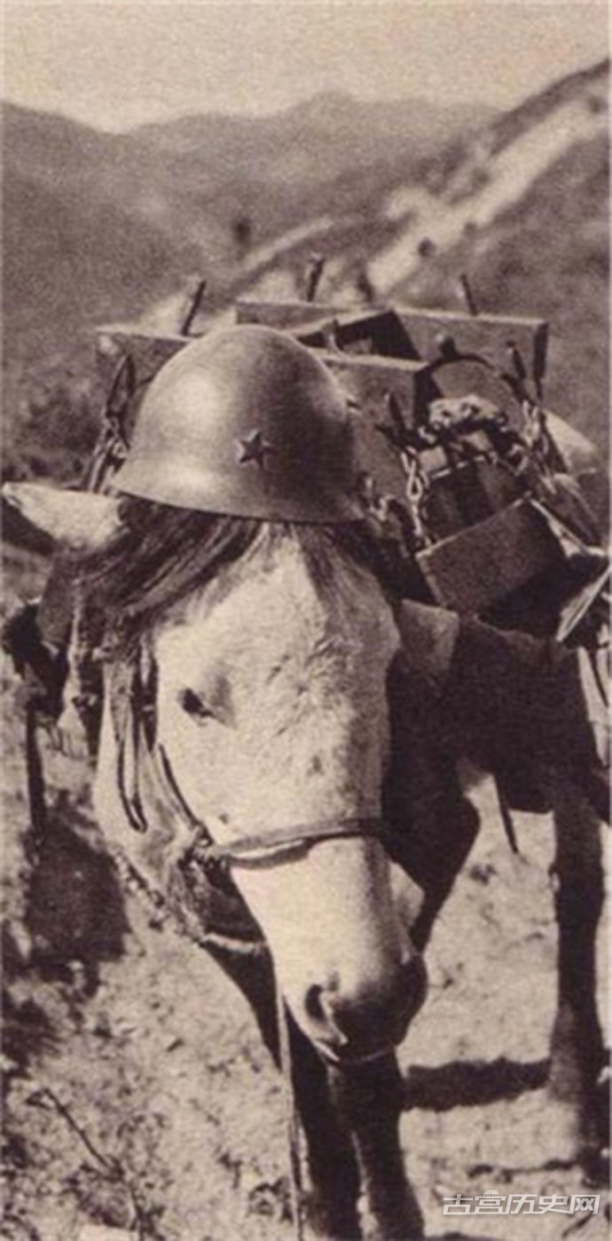 日军给马套上了头盔，不知道马此刻心情如何。