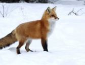 阅微草堂笔记之狐狸缘