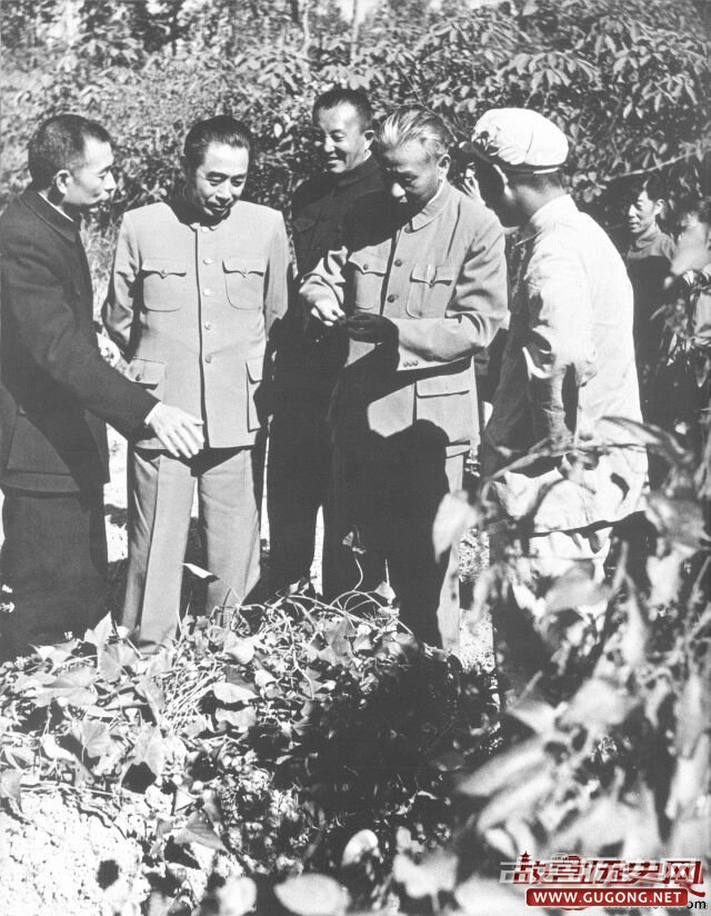 1954年，周恩来、刘少奇、罗瑞卿由陶铸（左一）陪同，在广东省视察胡椒园