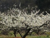 搜神记之李树神