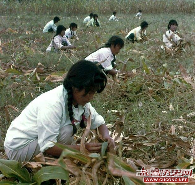 改革开放初期的中国农民如何收玉米
