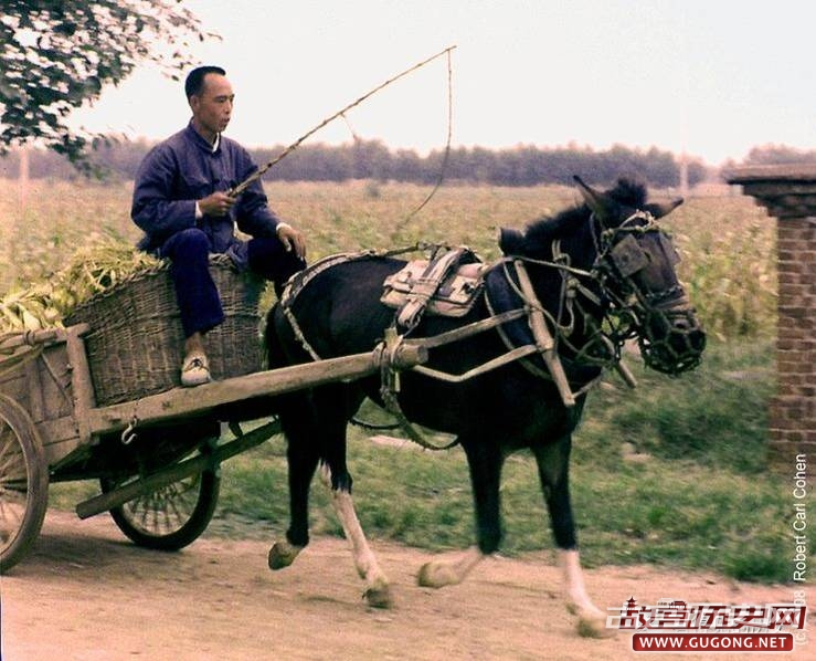 改革开放初期的中国农民如何收玉米