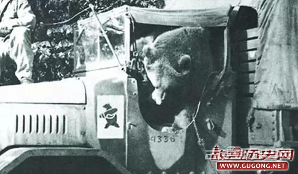 唯一参加过二战的熊：能喝酒能打德国人