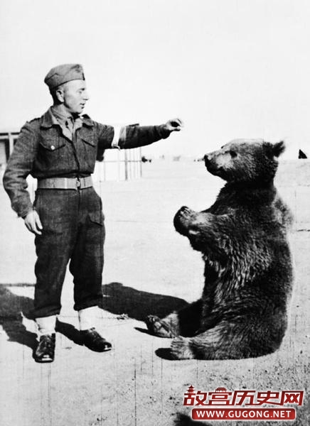 唯一参加过二战的熊：能喝酒能打德国人