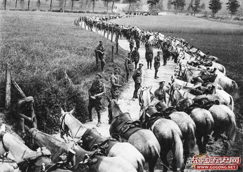 一战中动物发挥重要作用 近800万匹军马阵亡