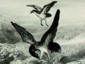 “鲲”鱼化做“鹏”的传说